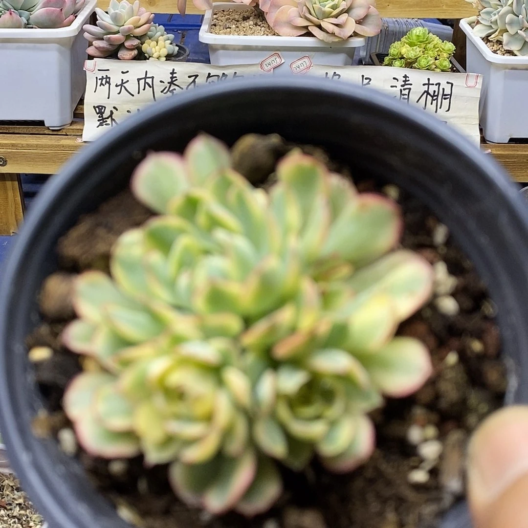 08174 梦幻玫瑰黄覆轮锦自然群