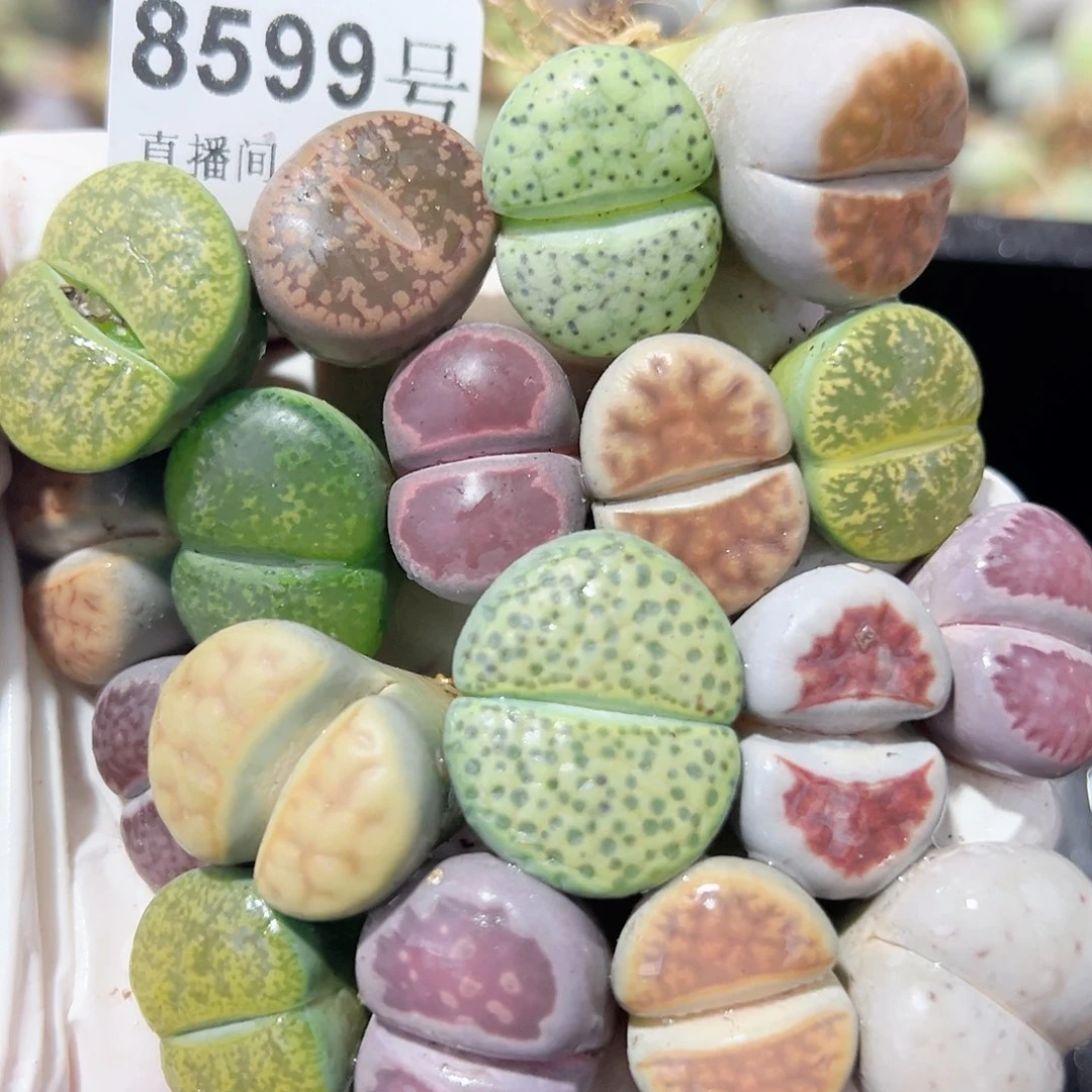 8599 好养易活生石花大母本18个