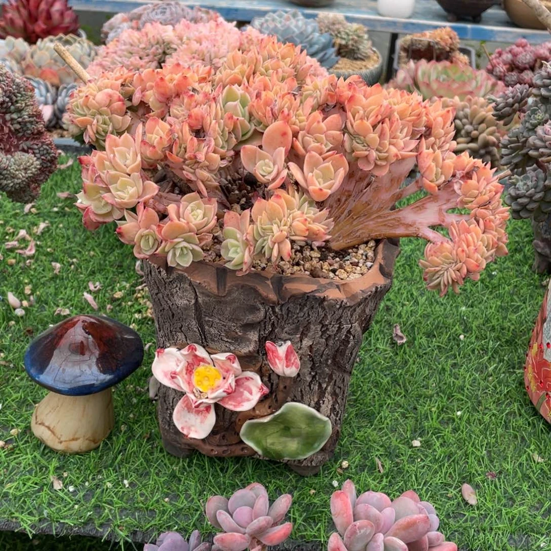 豆总多肉厚叶丝绸缀