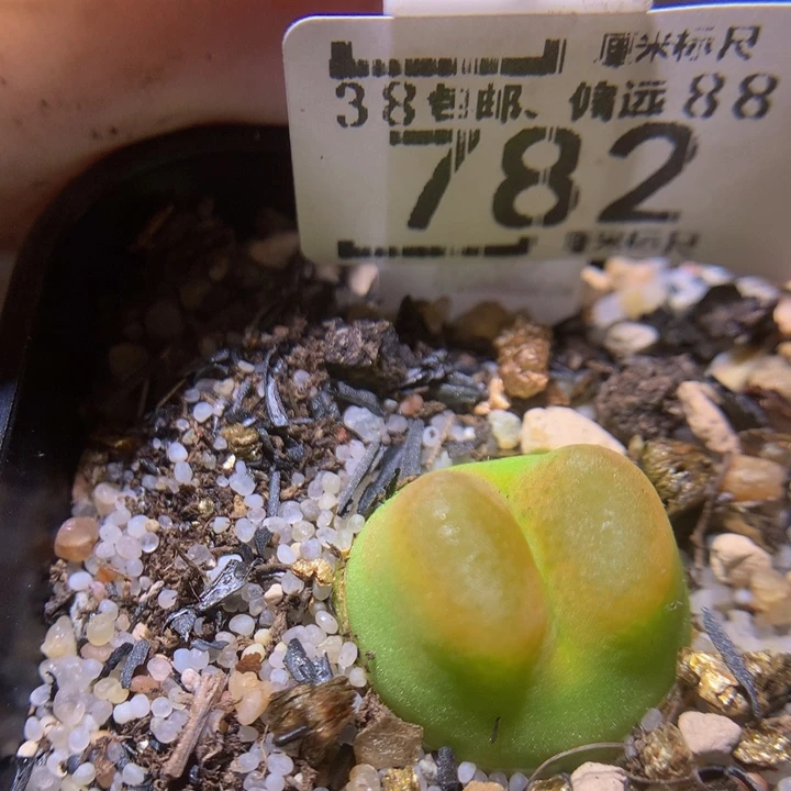 Sss精品生石花782