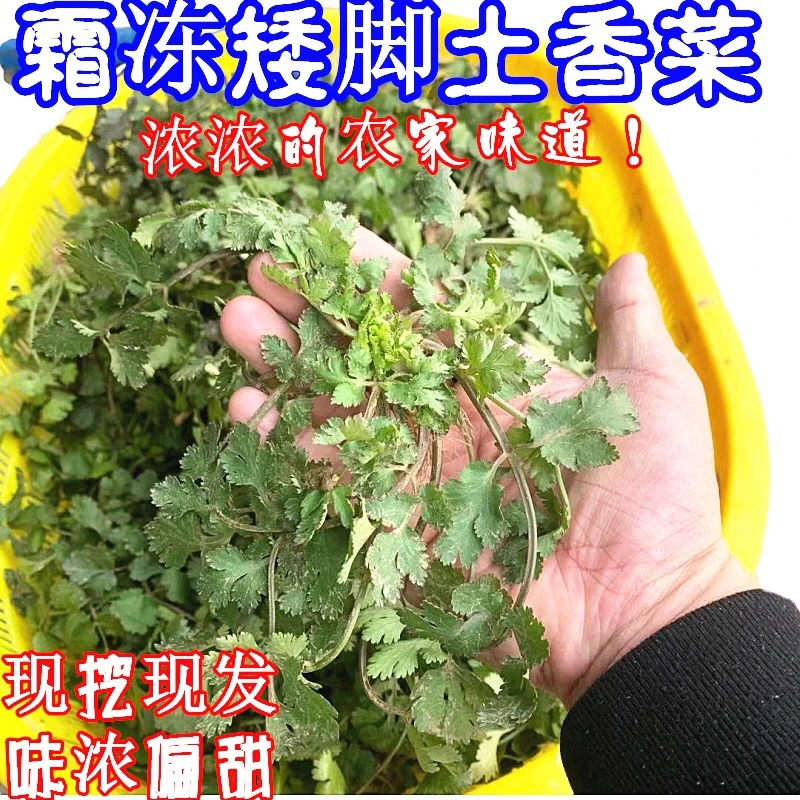 河南家乡露天霜打香菜老品种闻到浓郁净重2斤装3斤装5斤装