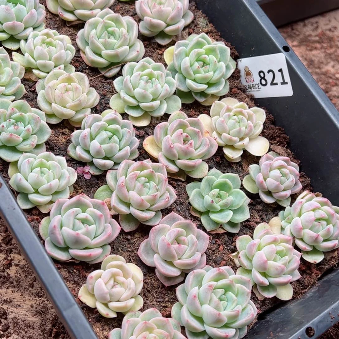 辣**枝多肉植物多肉植物