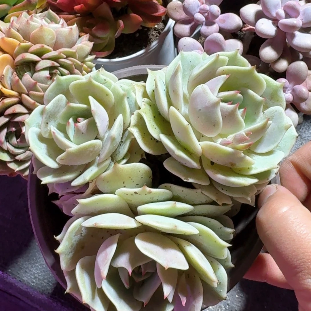 露娜莲多肉整群11㎝盆