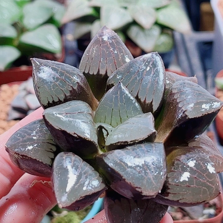 燕***子日月潭母本无根福利