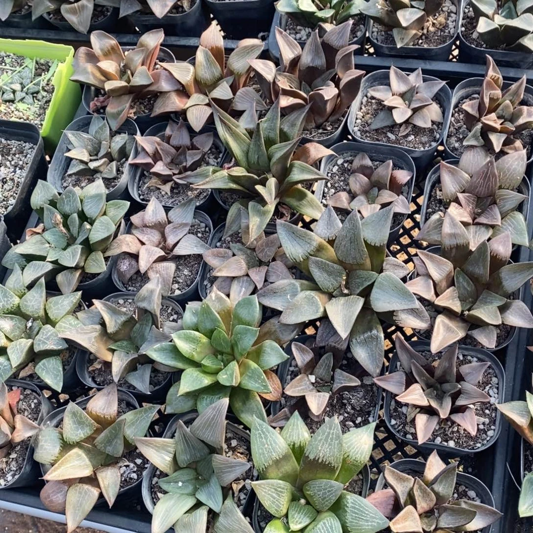 1820 一盆实生大寿 整点福利