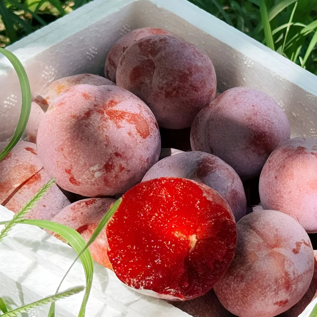 【现摘现发】正宗钱排银妃三华李红心李子酸脆爽口