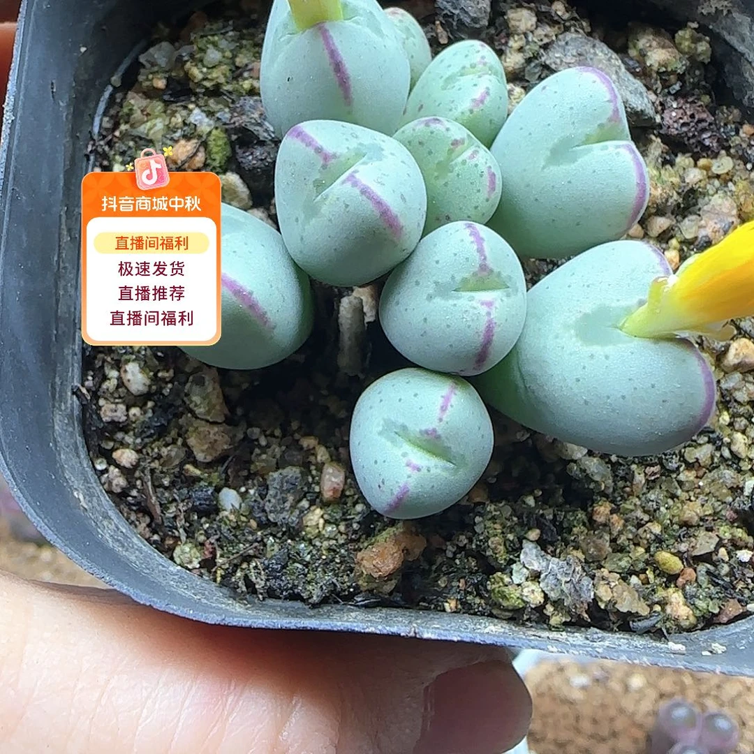金***凰哈哈哈哈哈哈姐姐家53511