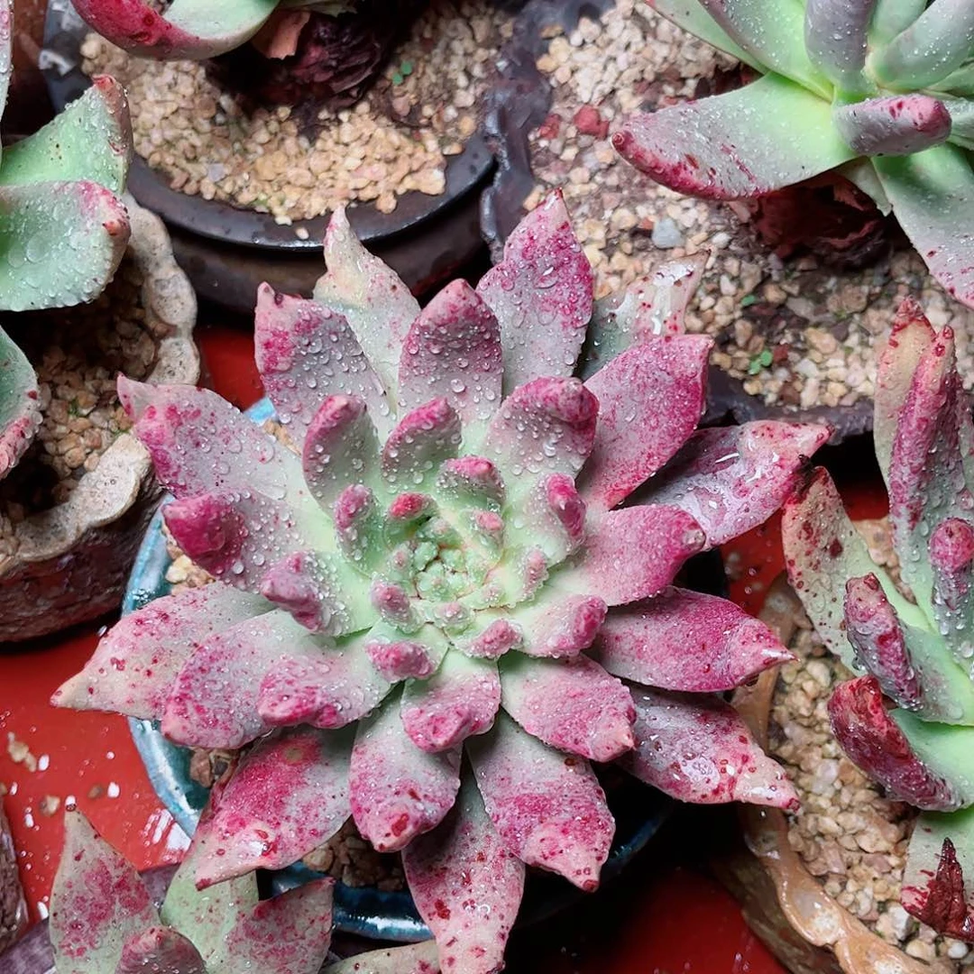 新零售单头一颗多肉