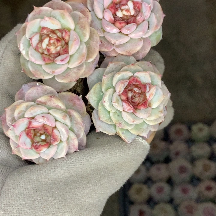 天鹅绒10颗  （不满9.99发空盆冷地区不拍保温扣3.9多肉）