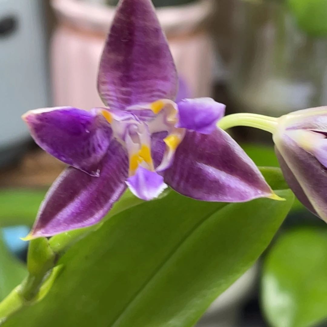 大部分开放少量花苞bt205，苗价漏