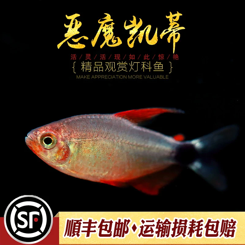 恶魔凯蒂灯鱼稀有高端南美鱼缸小型鱼热带鱼淡水鱼观赏小灯鱼活体