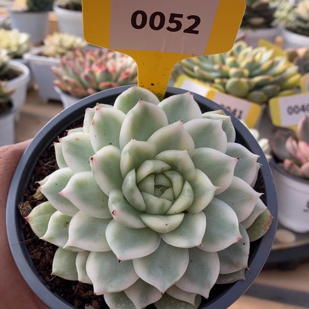 0058麦秆哈哈哈哈
