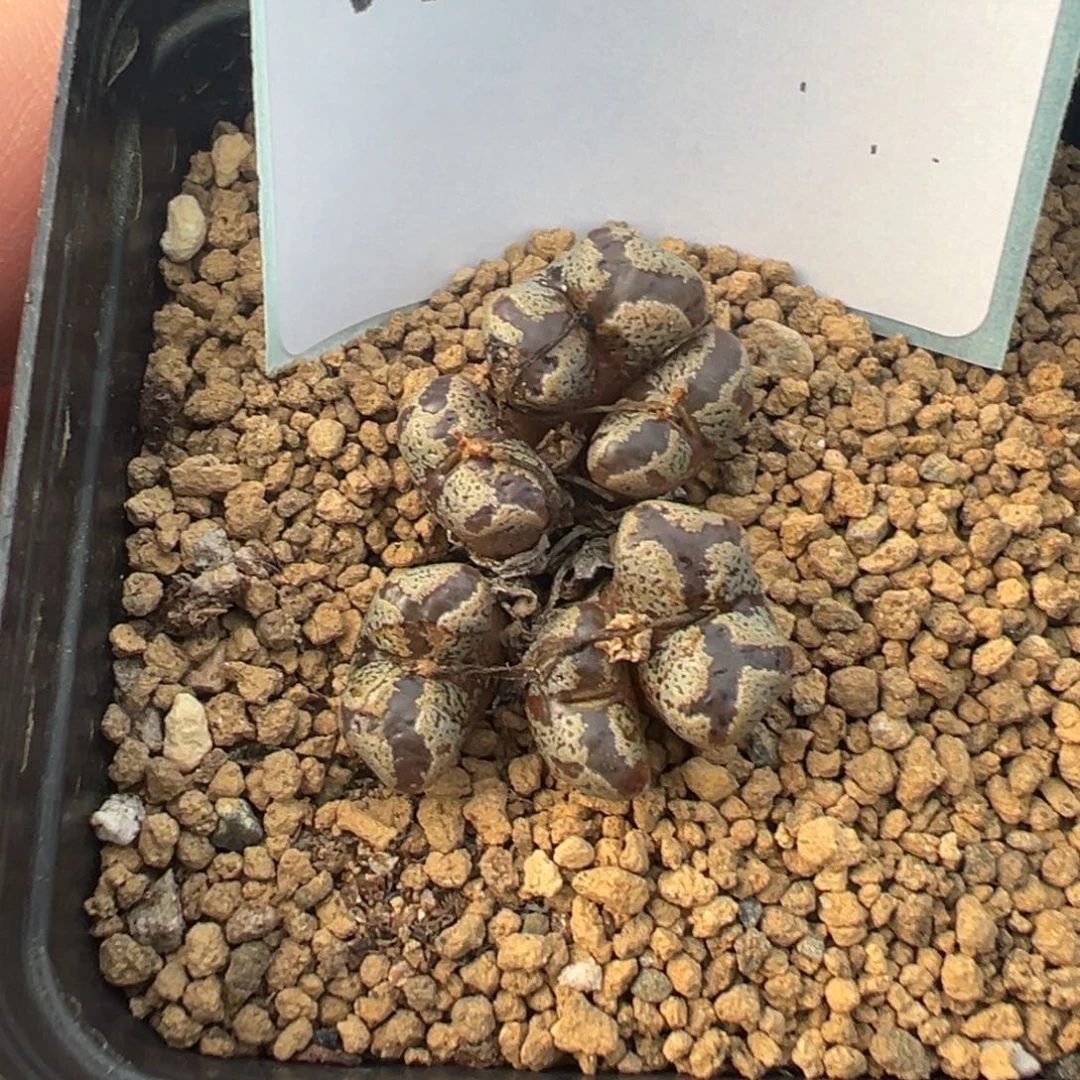 29-09肉锥多肉植物