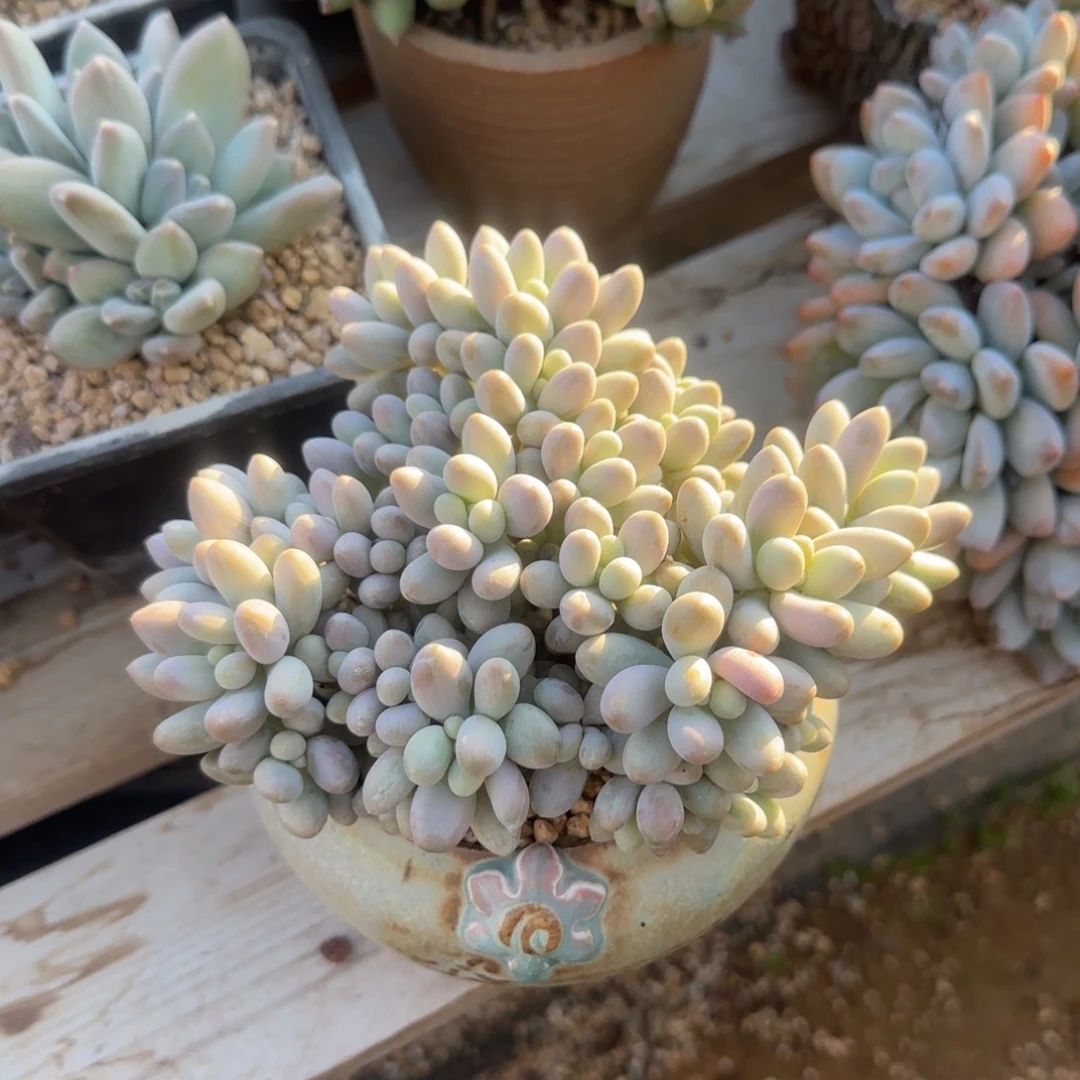 米多丽群生五十包邮