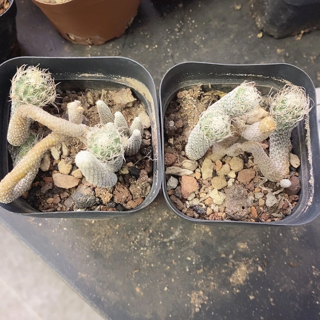 霄***飞一物一拍二棵仙人球