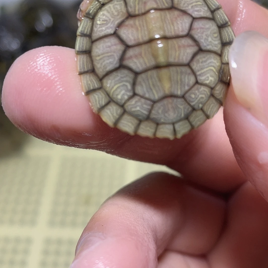 宠物龟不分公母果冻