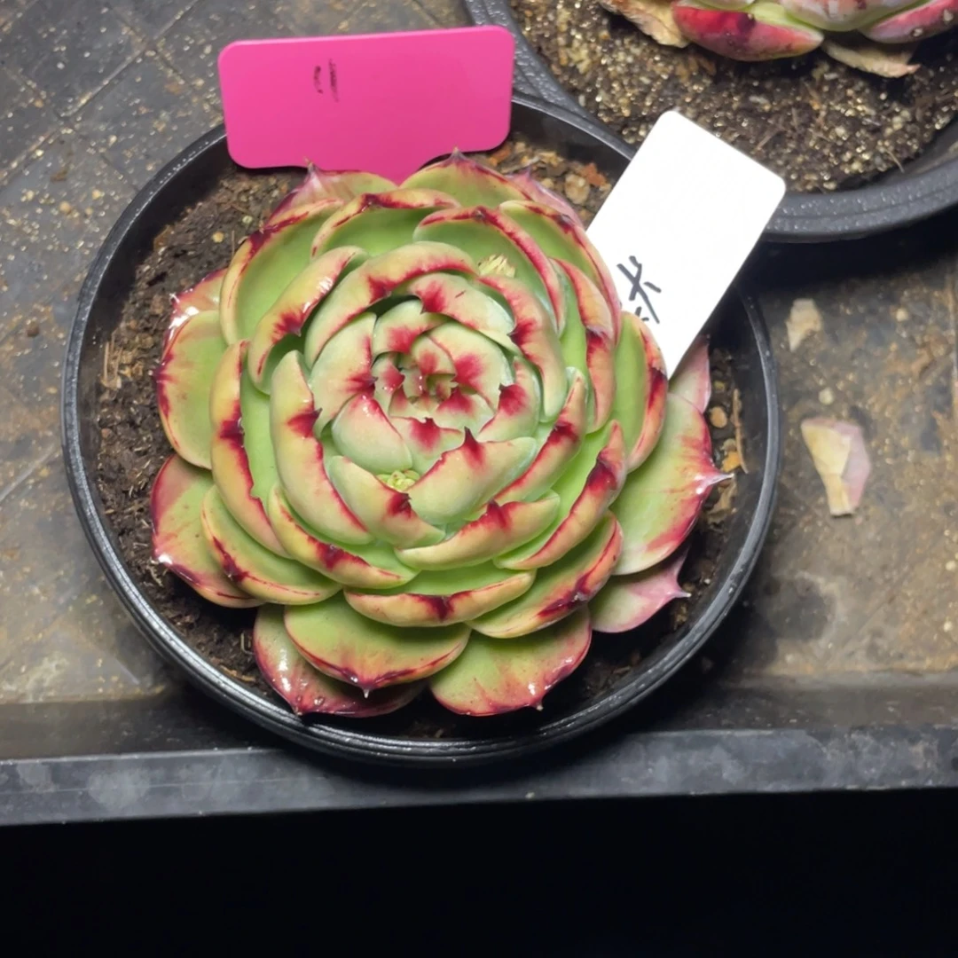 默***默惊鸿仙子一物一拍