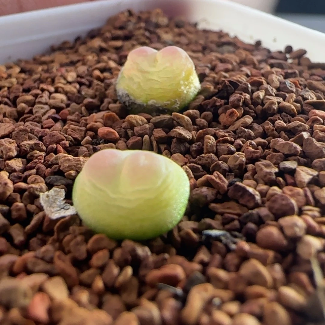 1728/尺寸0.7+/三年半登登/