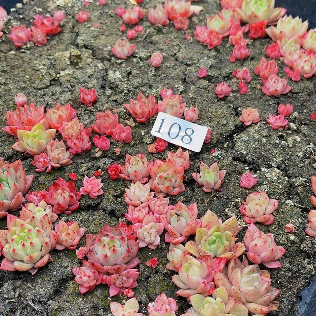 多肉植物多肉植物108