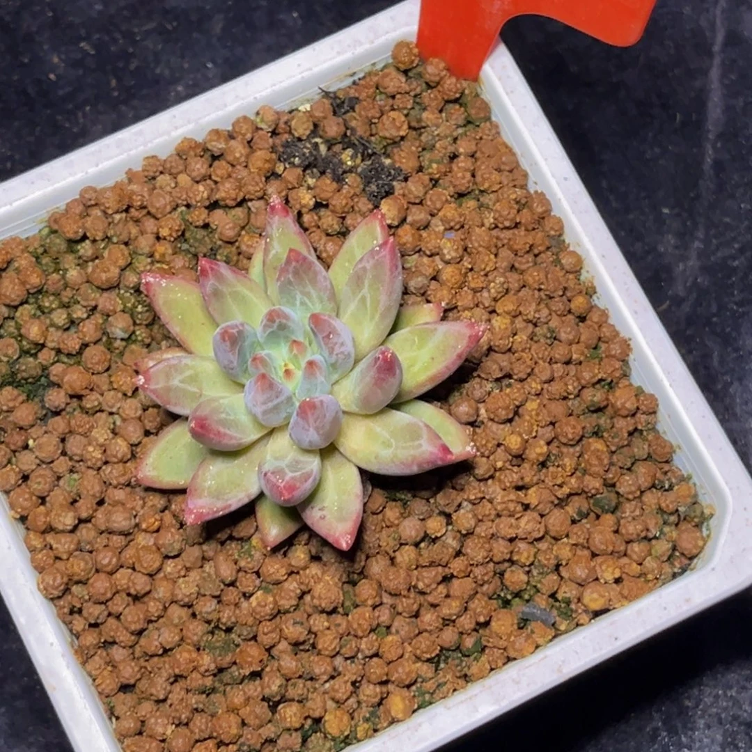 壹***二2404号早上多肉植物群生多肉
