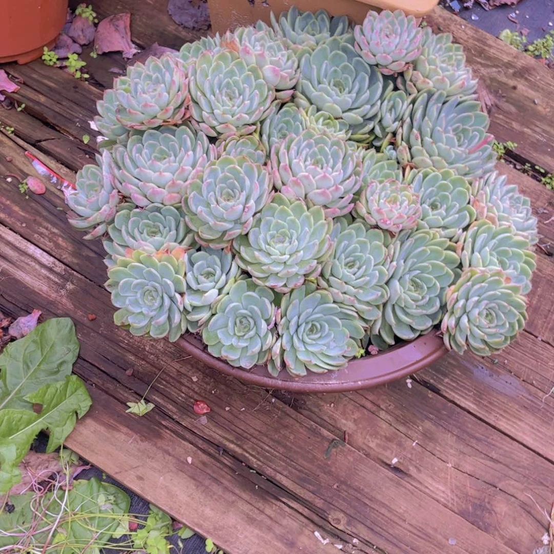 冉*多肉植物保护研究所