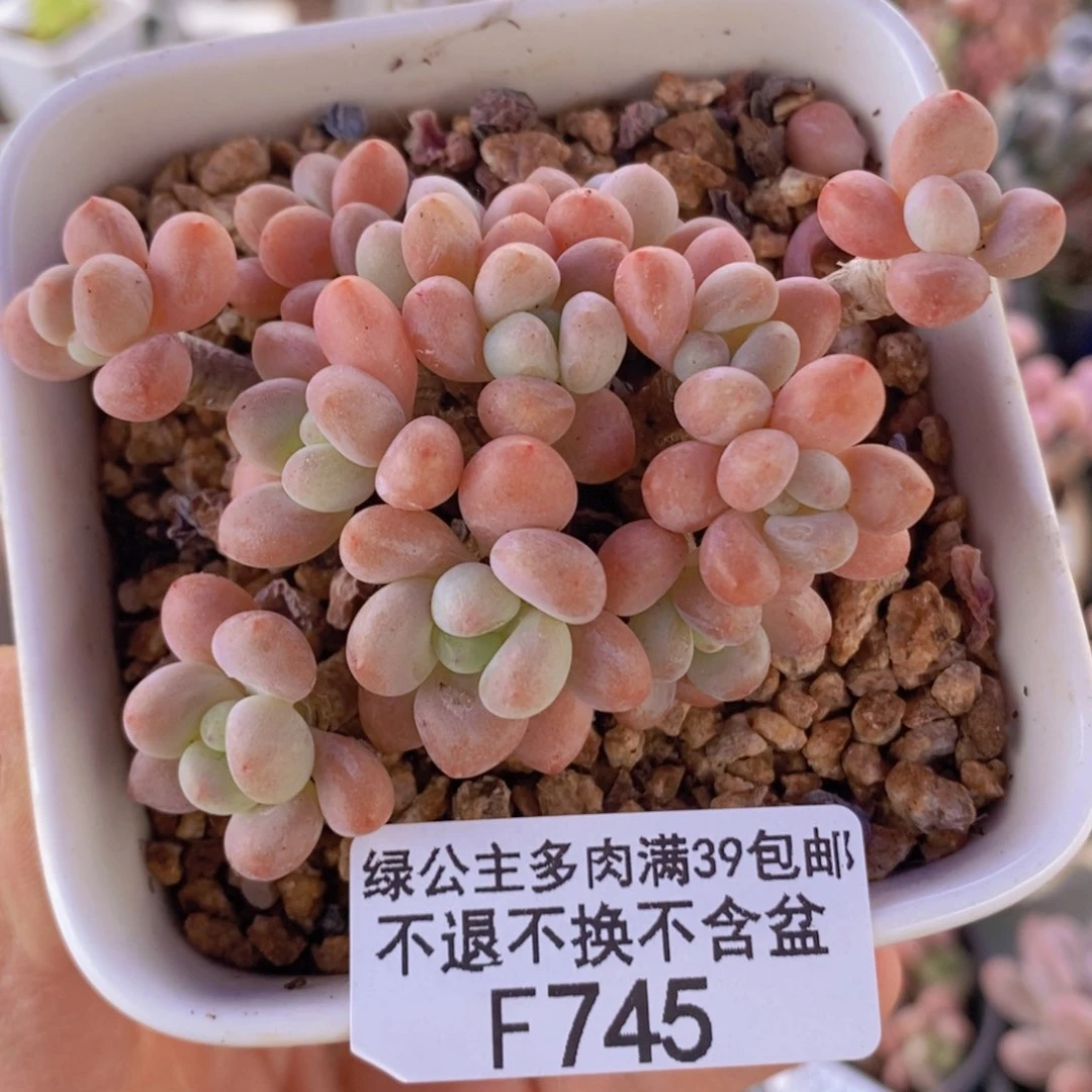 鱼子酱6cm745多肉植物