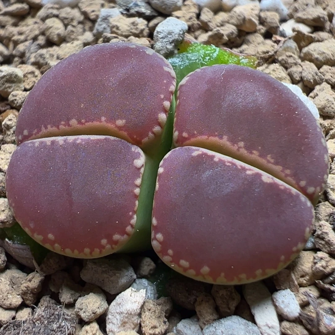 Ko母本带盆多肉植物