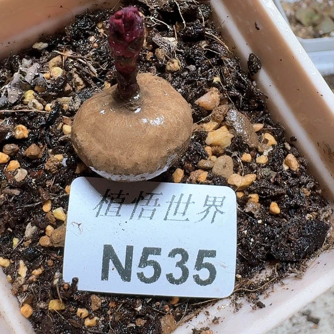 535号多肉植物哇f c g