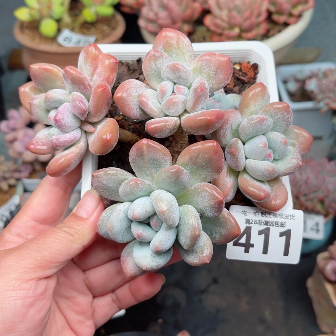 香水老桩无盆土发货