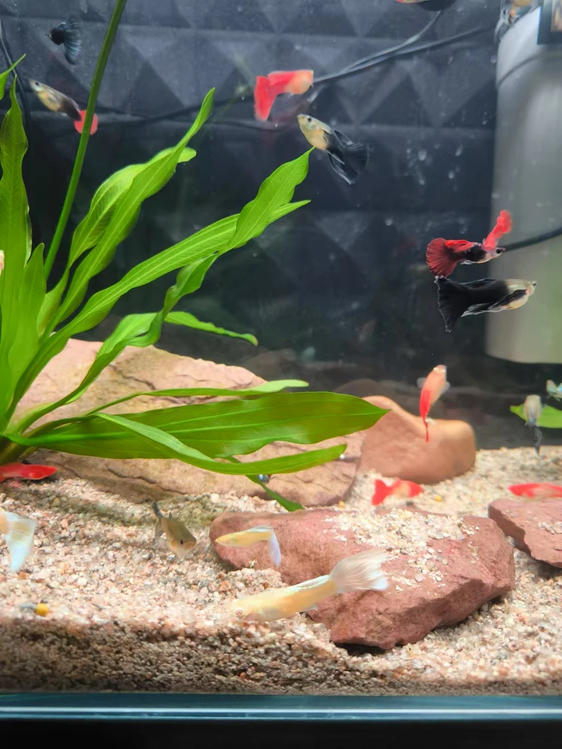 精品孔雀鱼小全家福热带鱼精品种鱼活体好养直接下崽