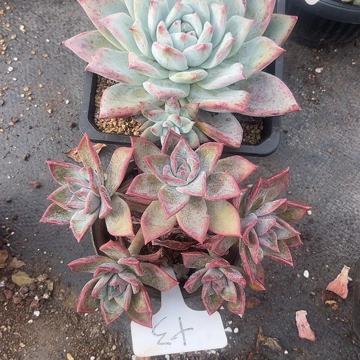 如***水晨语多肉，一物一拍，84,3