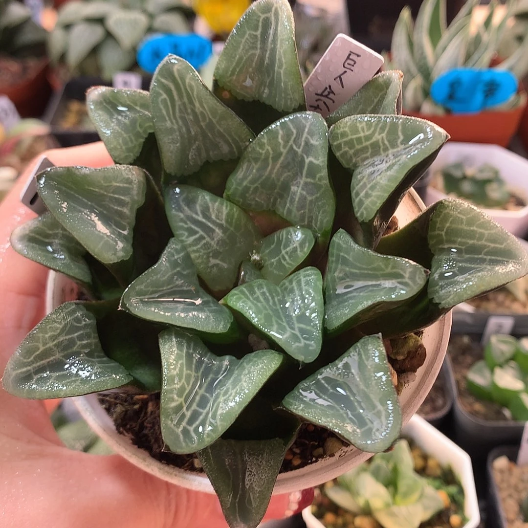 74号巨人兵克带盆土