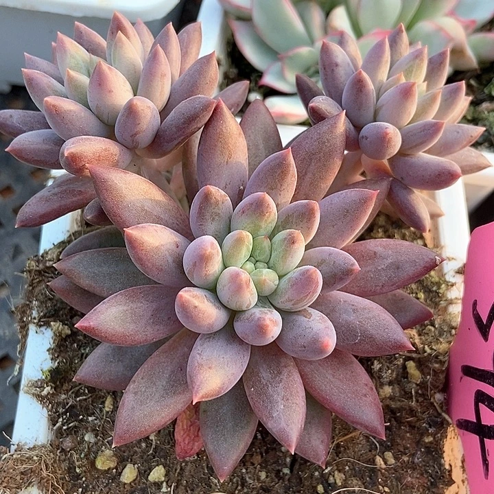 多肉植物红蜻蜓群594