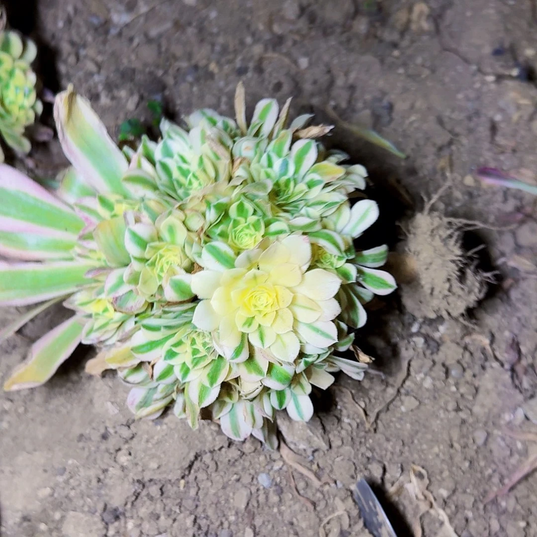 迈巴赫法师满20包邮