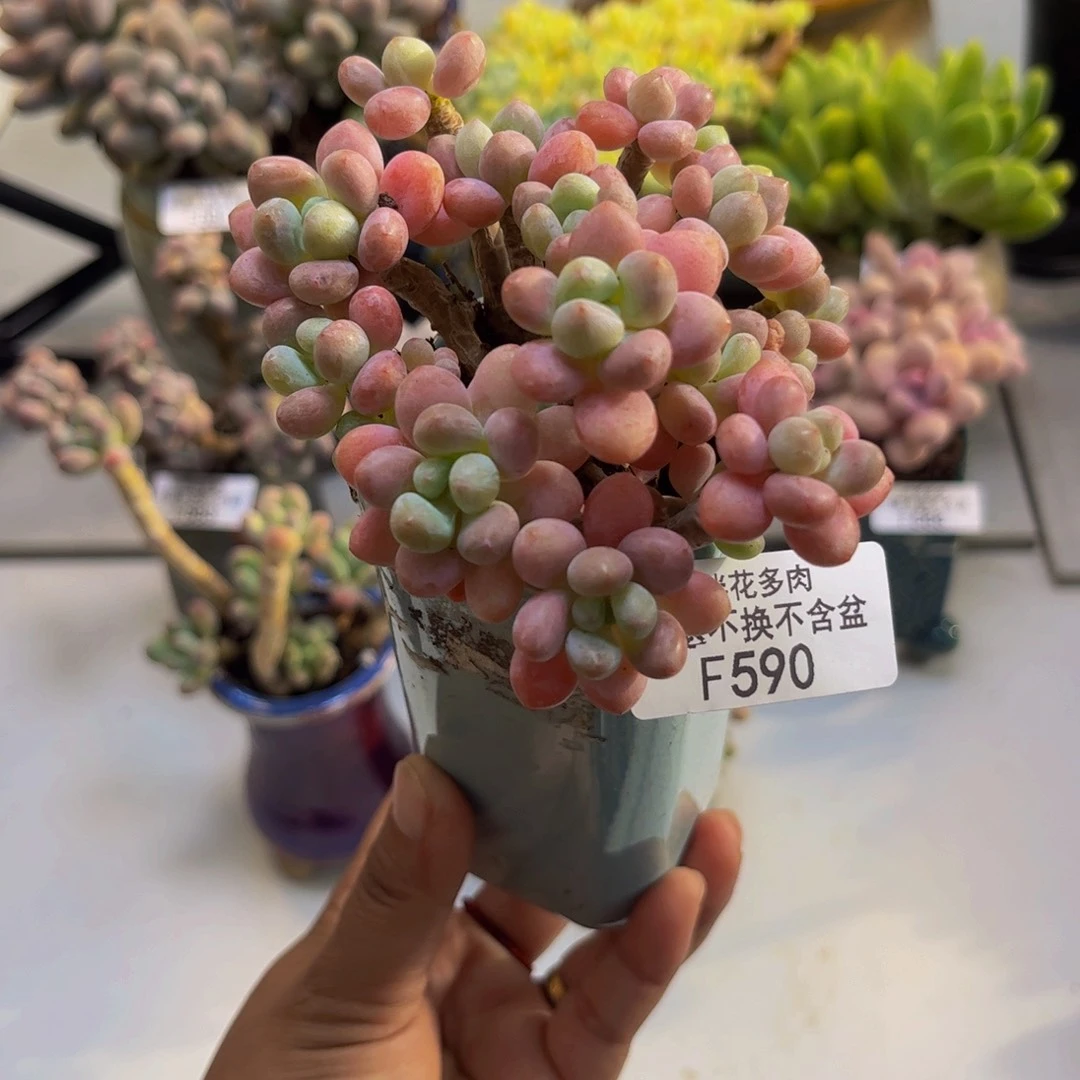 鱼子酱590/7cm多肉