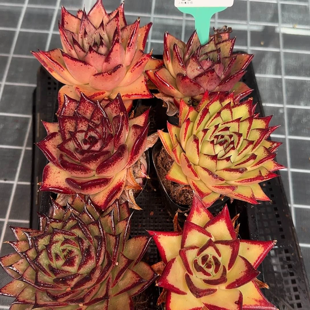 从前慢花园精选0116-174