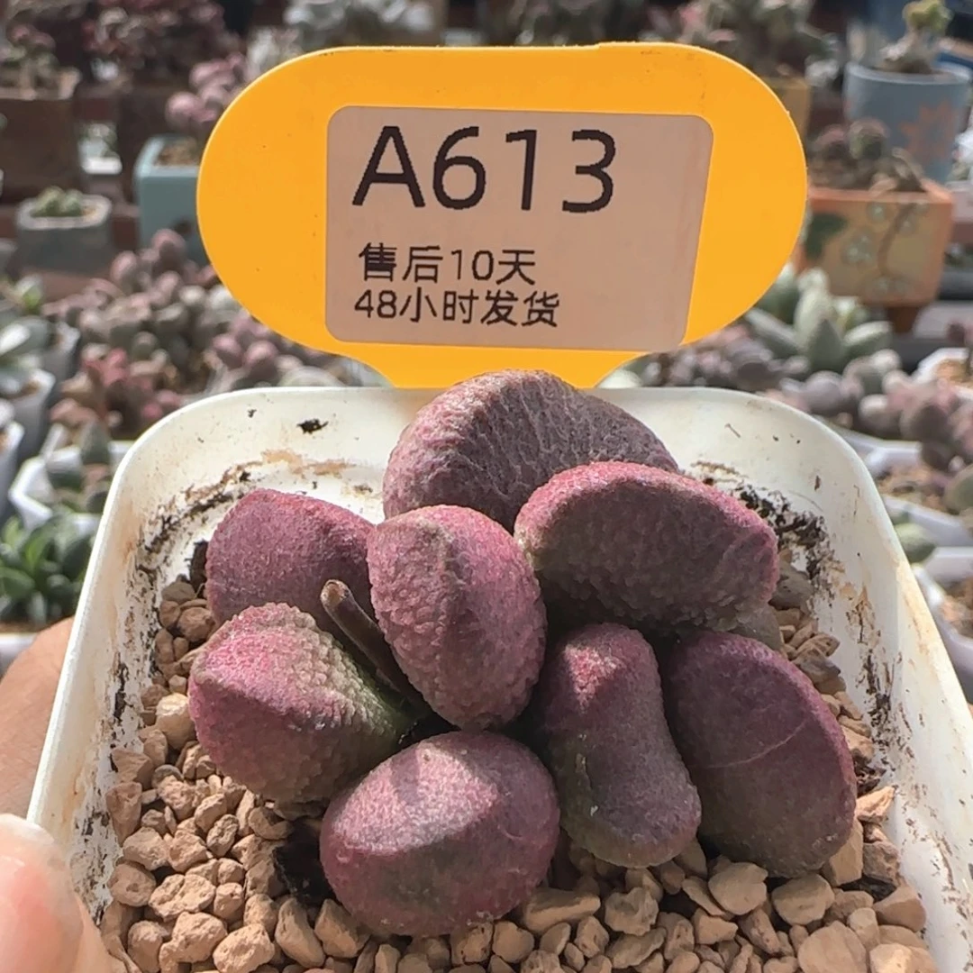 亚当。       613。