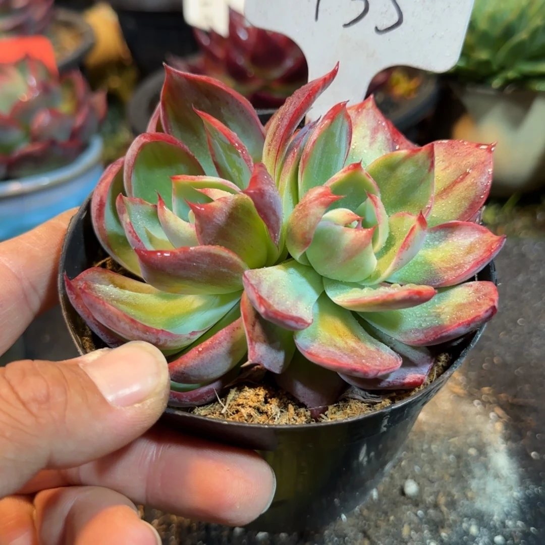 135 惊鸿一物一拍包装收缩花旱