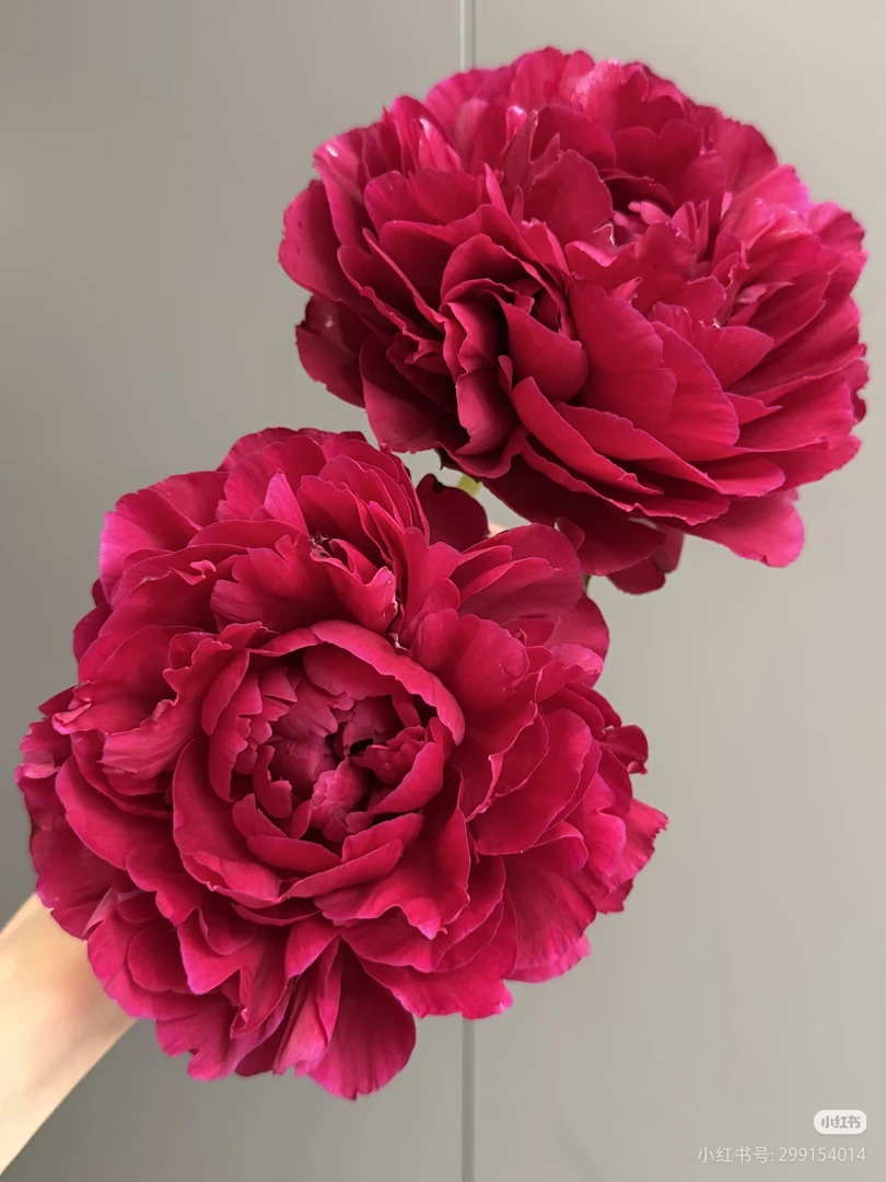 【老忠诚】山东菏泽3A+级原棵进口芍药