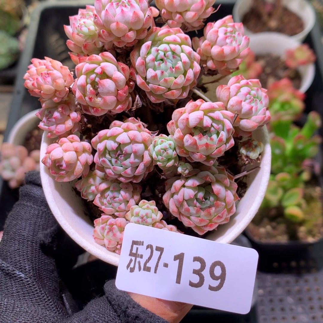 乐然27-139 小粉梅