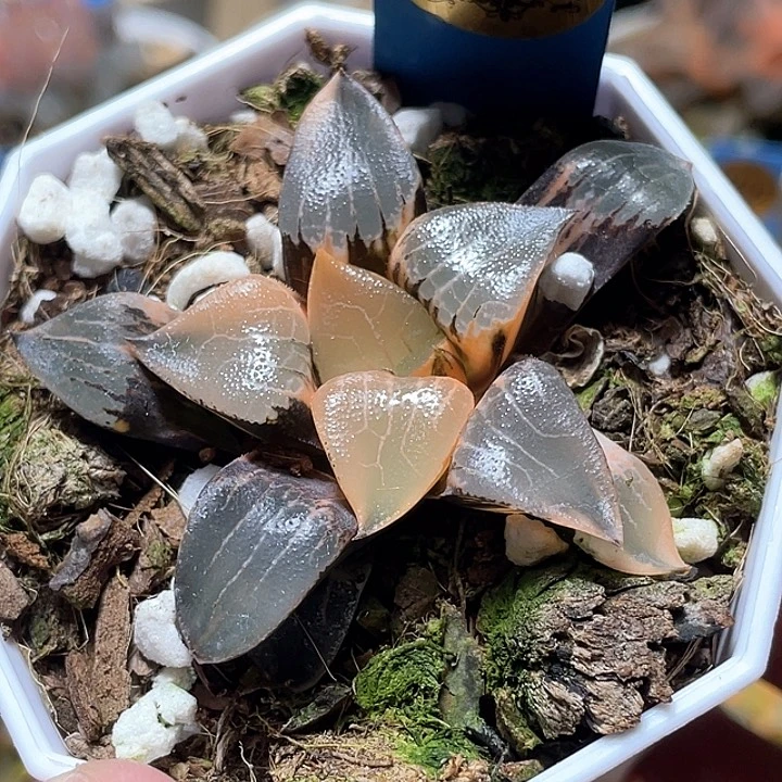 848完美花影錦一物一拍