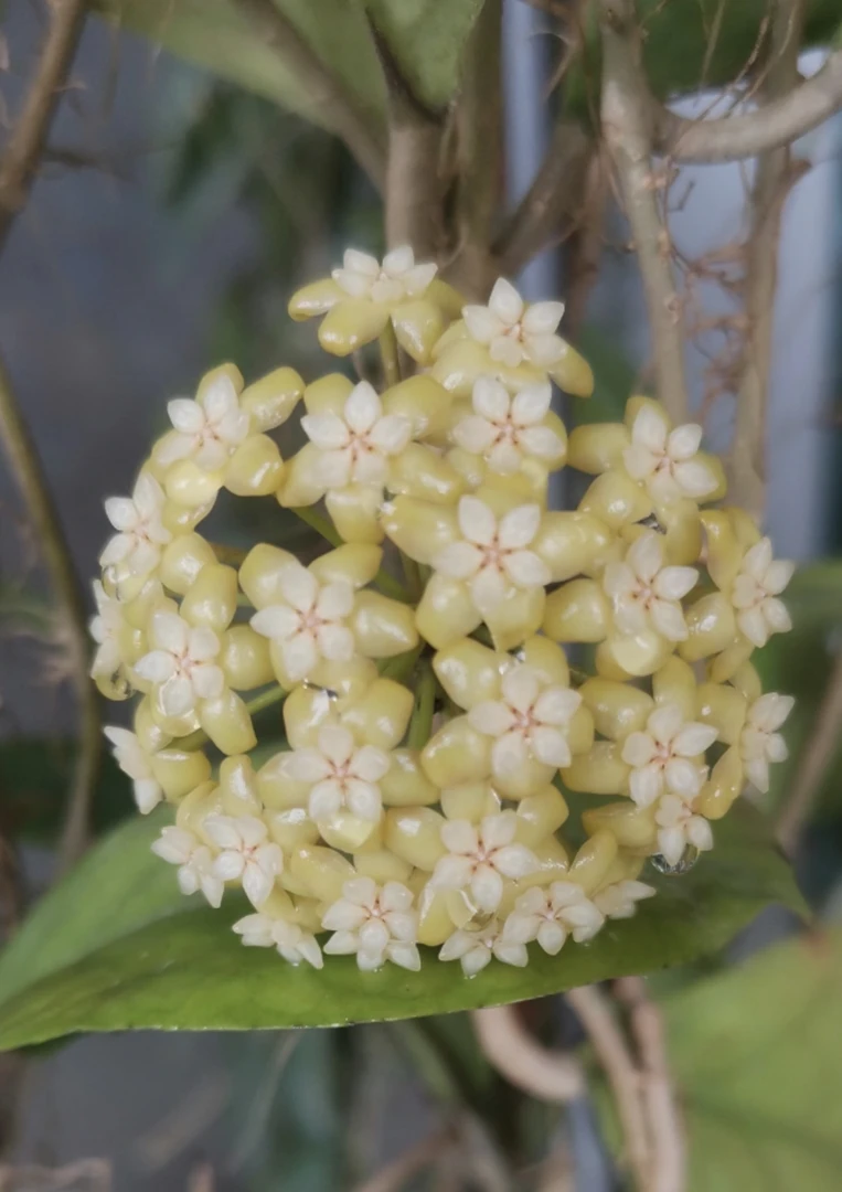 【紫霞仙子】球兰盆栽 爬藤攀援吊兰植物