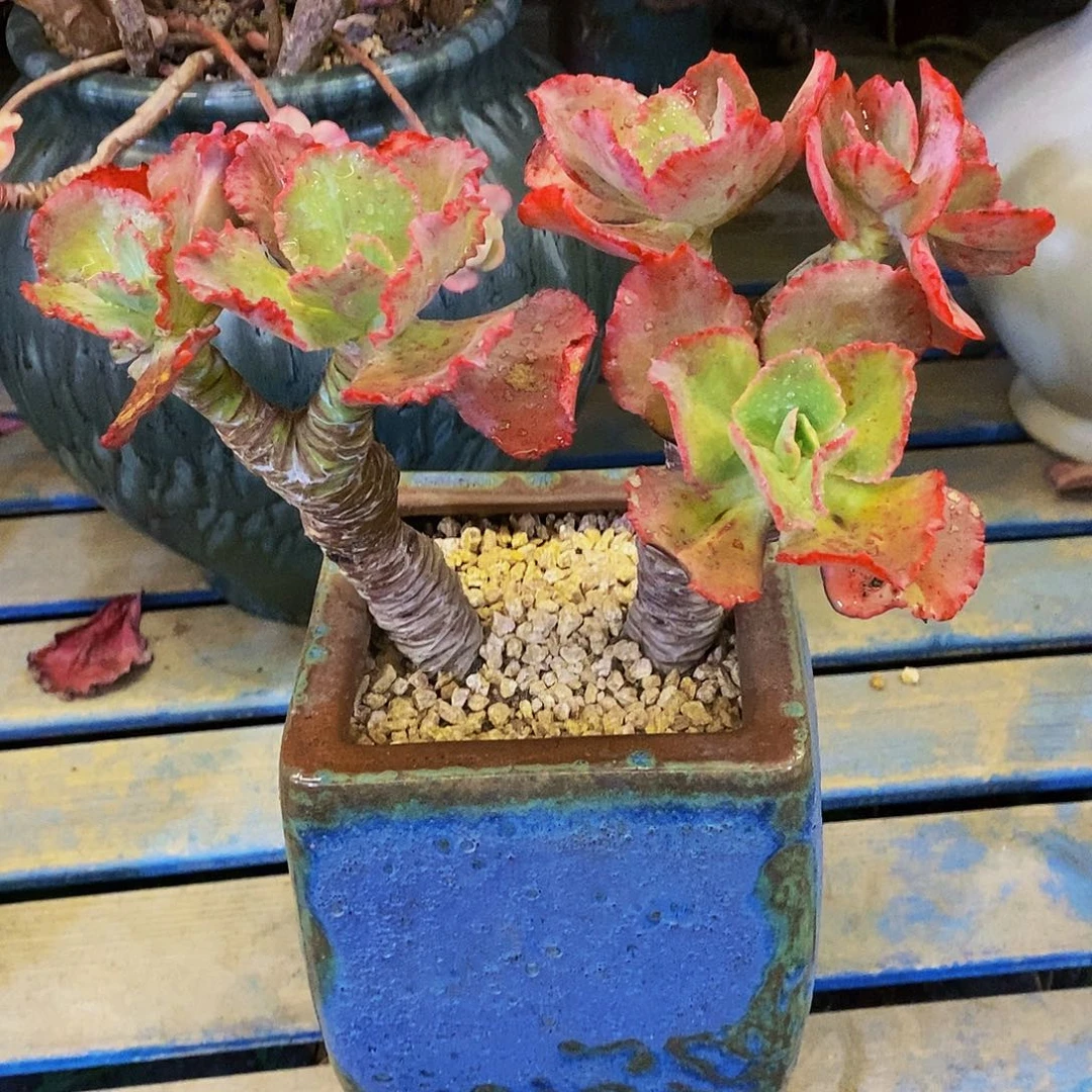 空**兰老桩舞惠红裙多肉植物