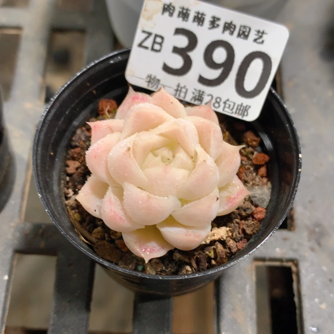 肉萌萌拇指盆精控多肉ZB390