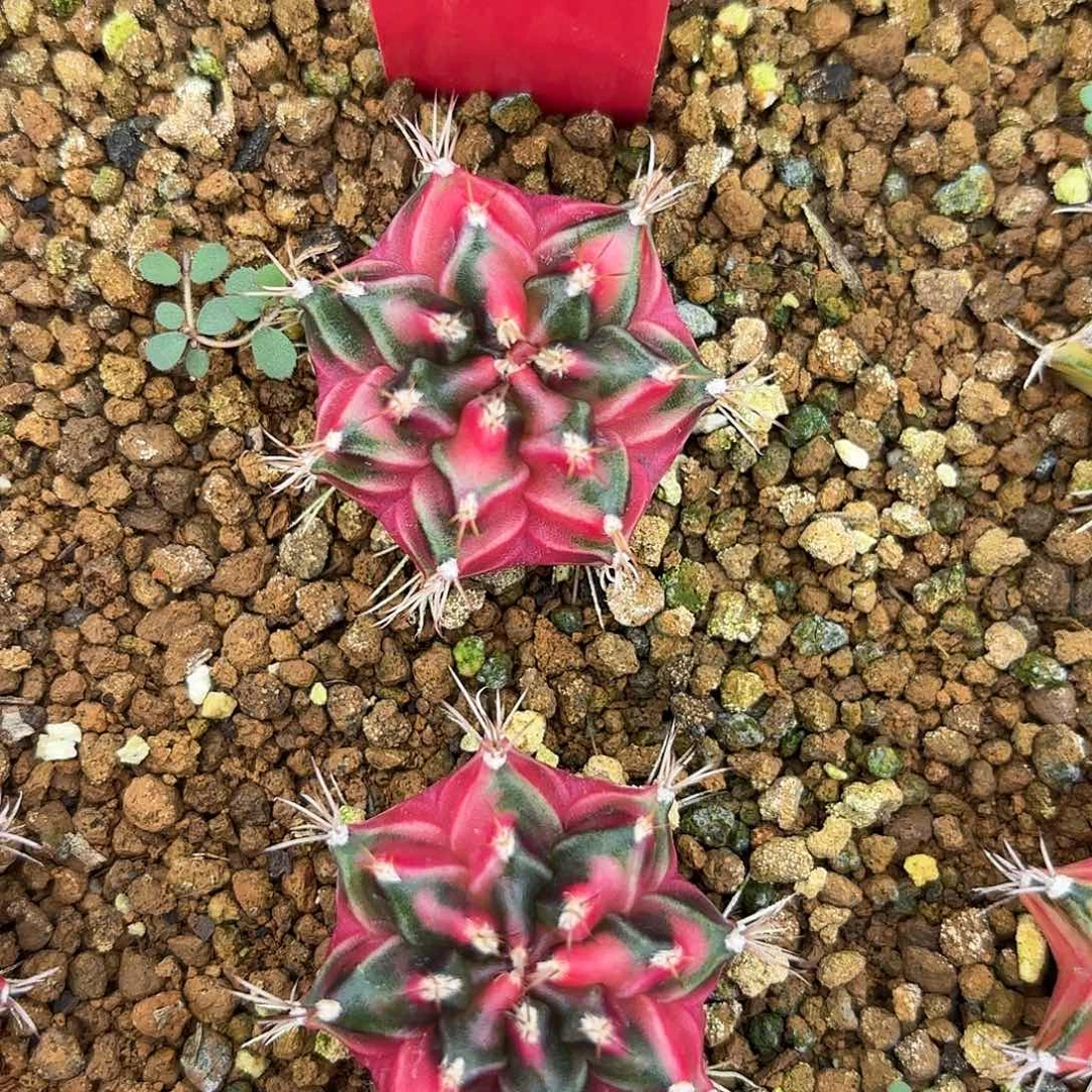 燚***爱190-1118泰国发货多肉