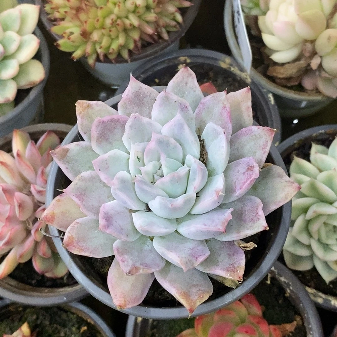 姬***君405哈哈哈哈哈哈哈哈公里