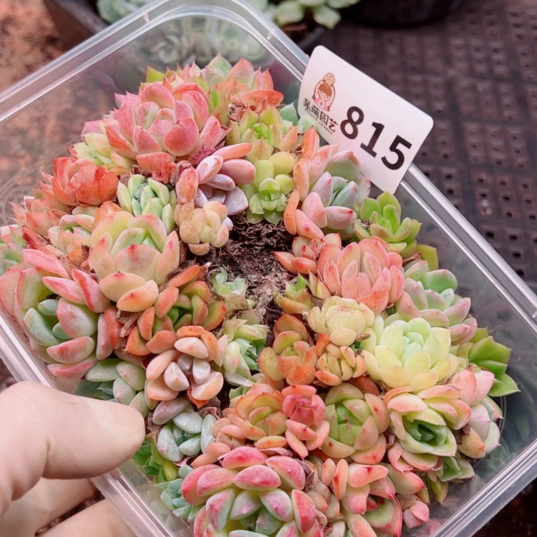 多肉植物多肉植物