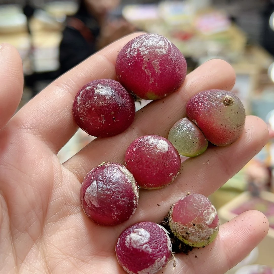 【闪购商品】141 福利