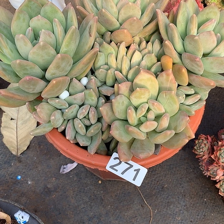 271海洋之星 一物一拍多肉