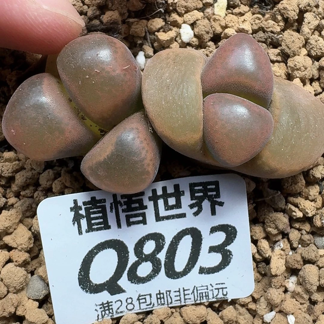 多肉植物的润泽和f